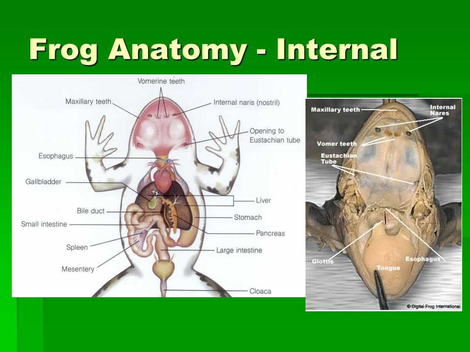 Exploring The Inner World Of Frogs Diagrams Of Internal Anatomy