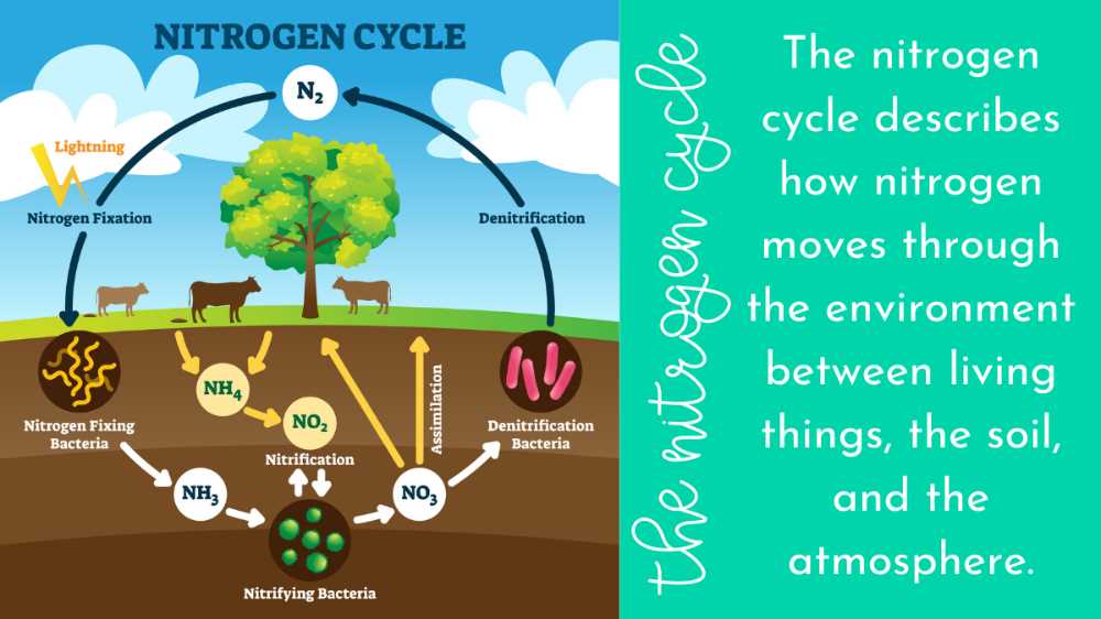 The Nitrogen Cycle Explained A Diagram For Class Wiremystique